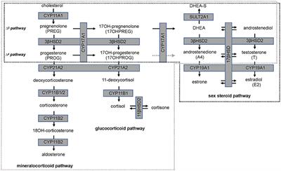The Effect of Soy Isoflavones on Steroid Metabolism